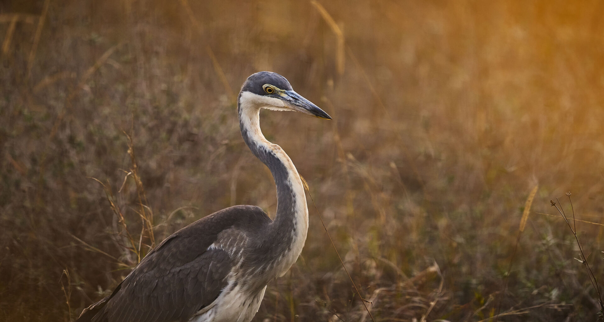 Test: Sigma 500mm f/5,6 DG DN OS Sport - Låg vikt men hög prestanda
