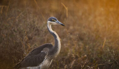 Test: Sigma 500mm f/5,6 DG DN OS Sport - Låg vikt men hög prestanda
