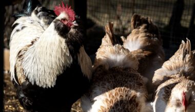 Larm om fågelinfluensa – 60 000 höns avlivade på gård i Sjöbo – Kristianstadsbladet