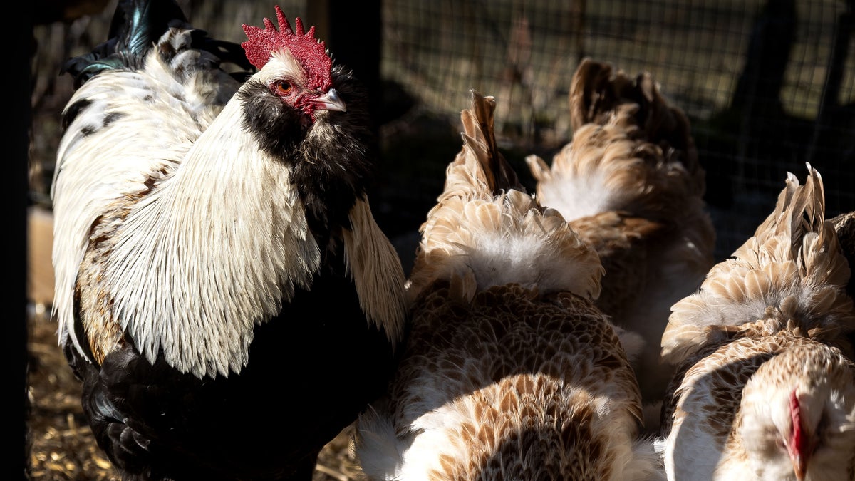 Larm om fågelinfluensa – 60 000 höns avlivade på gård i Sjöbo – Kristianstadsbladet