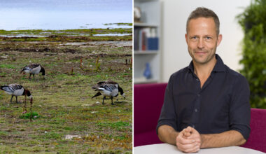 Fågelinfluensa sprids bland vilda fåglar i södra Sverige