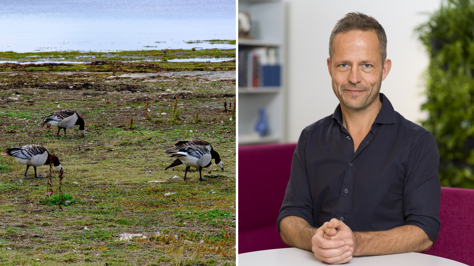 Fågelinfluensa sprids bland vilda fåglar i södra Sverige