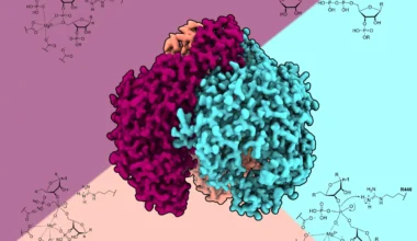 Molekylär video visar hur cellens kraftverk städas
