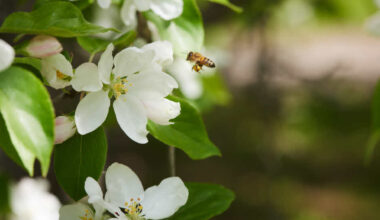 Svårt att nå klimatmålen men en ljusning för upptaget av växthusgaser i skog och mark