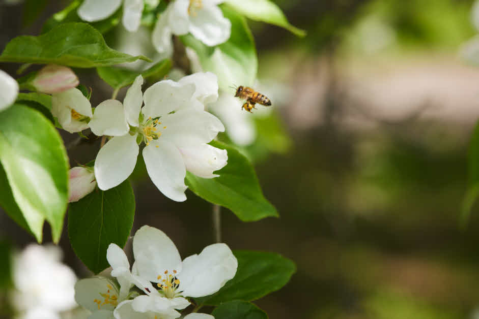 Svårt att nå klimatmålen men en ljusning för upptaget av växthusgaser i skog och mark