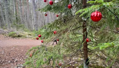 Gerillapyntad julgran tillbaka – mitt i skogen