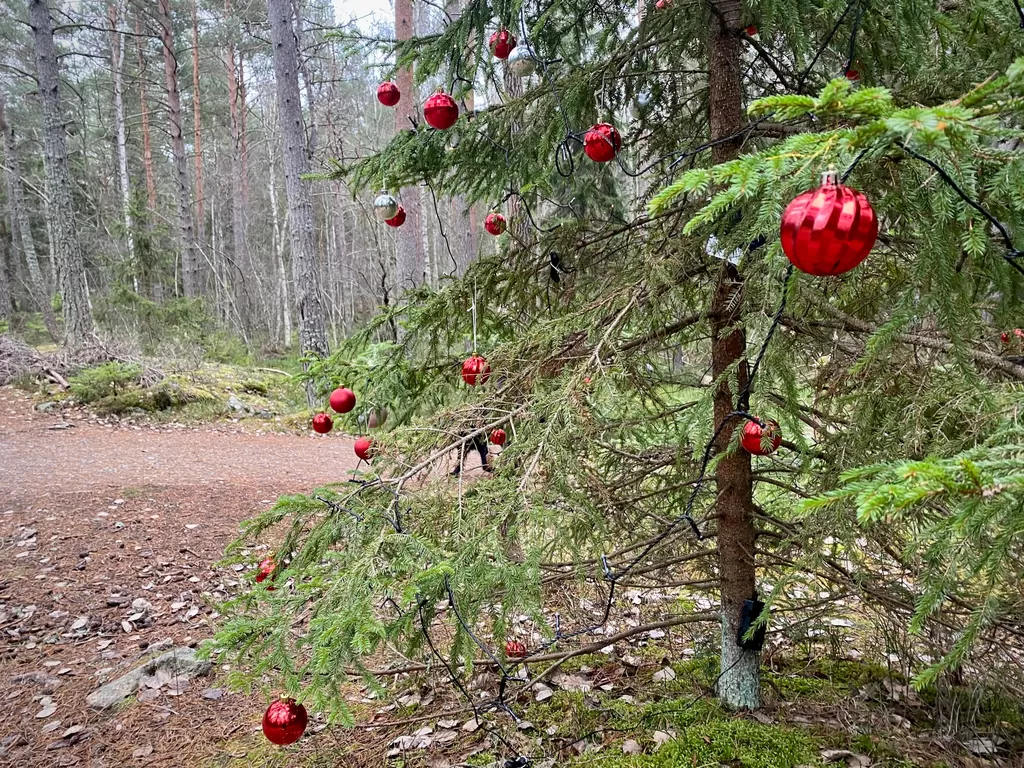 Gerillapyntad julgran tillbaka – mitt i skogen