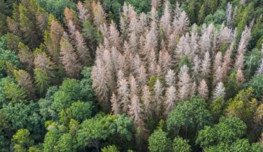 Stormen Johannes drabbar skogsägare i Uppland