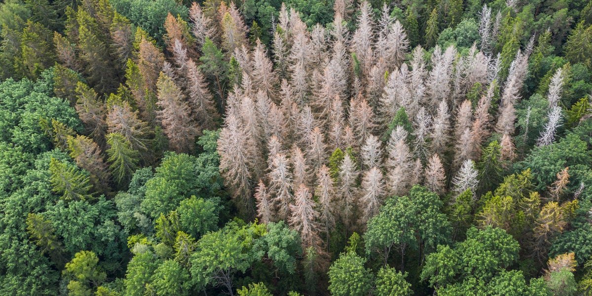 Stormen Johannes drabbar skogsägare i Uppland