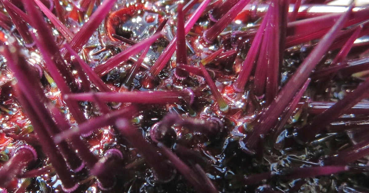 Ny upptäckt: Bisarr varelse utmanar våra föreställningar om intelligens