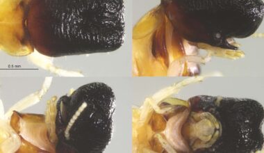 Nyupptäckt termitart har samma huvud som en kaskelot