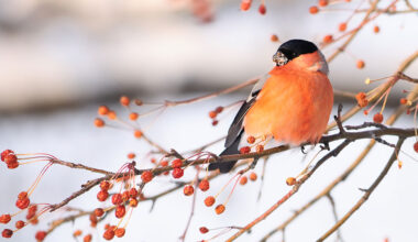 Här är favoriten – ni vann fågelmatare