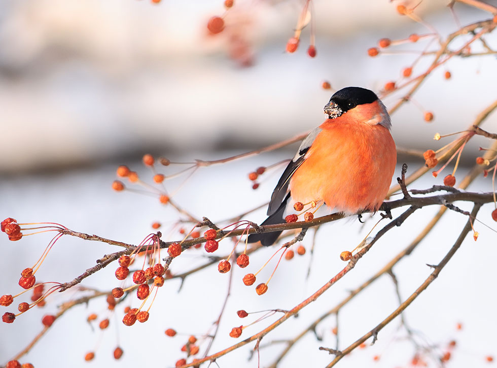 Här är favoriten – ni vann fågelmatare