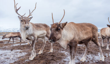 Sameby överklagar avslaget om skyddsjakt på järv i Arjeplogsfjällen
