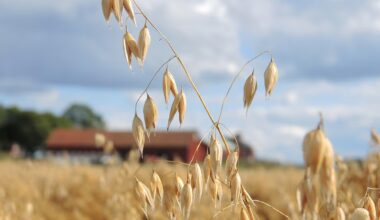 Pressad ekonomi för växtodlare trots rekordskörd
