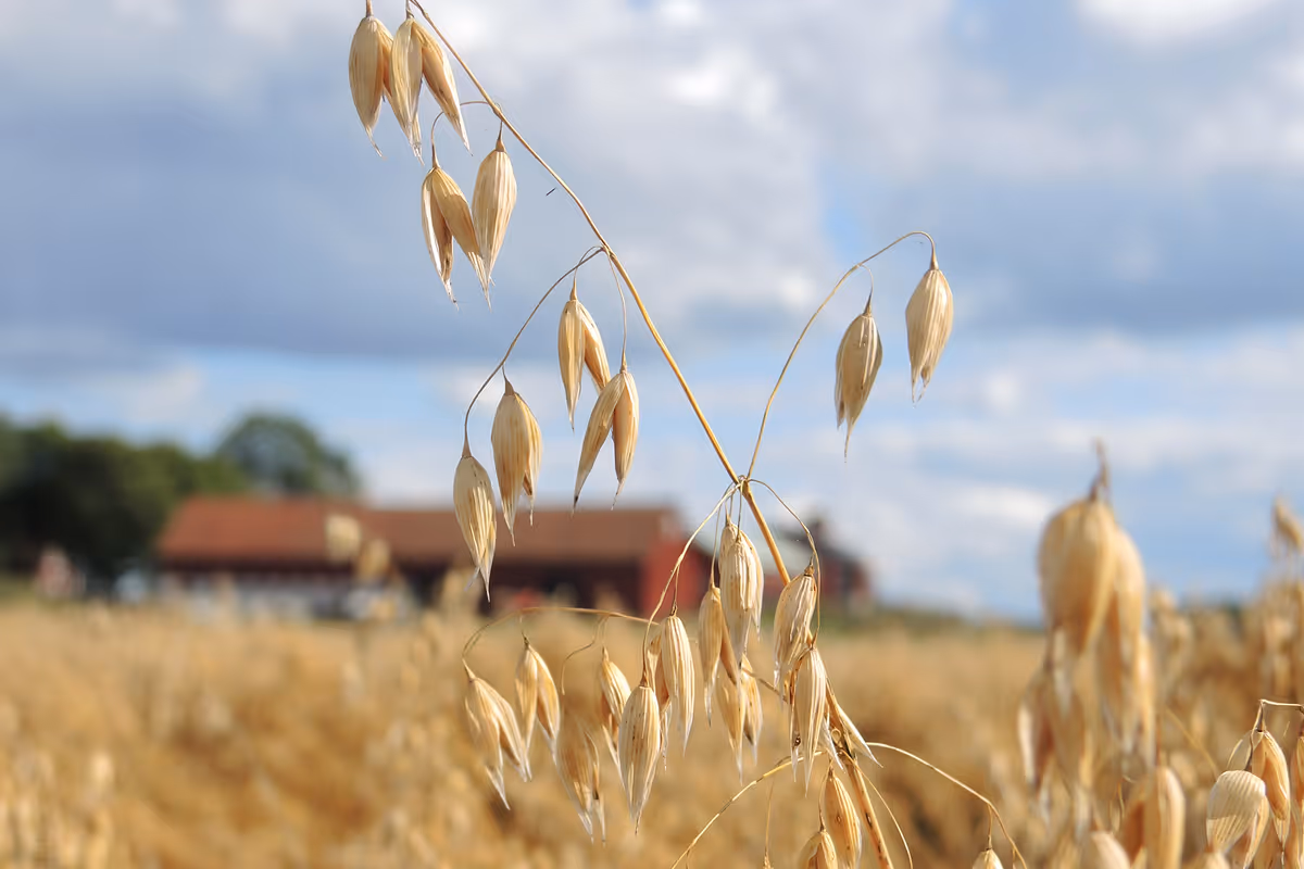Pressad ekonomi för växtodlare trots rekordskörd