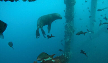 Karibiska korallrev halverade sedan 1980