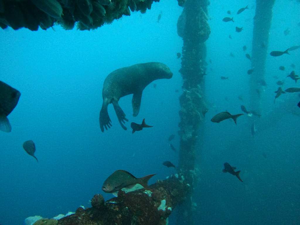 Karibiska korallrev halverade sedan 1980