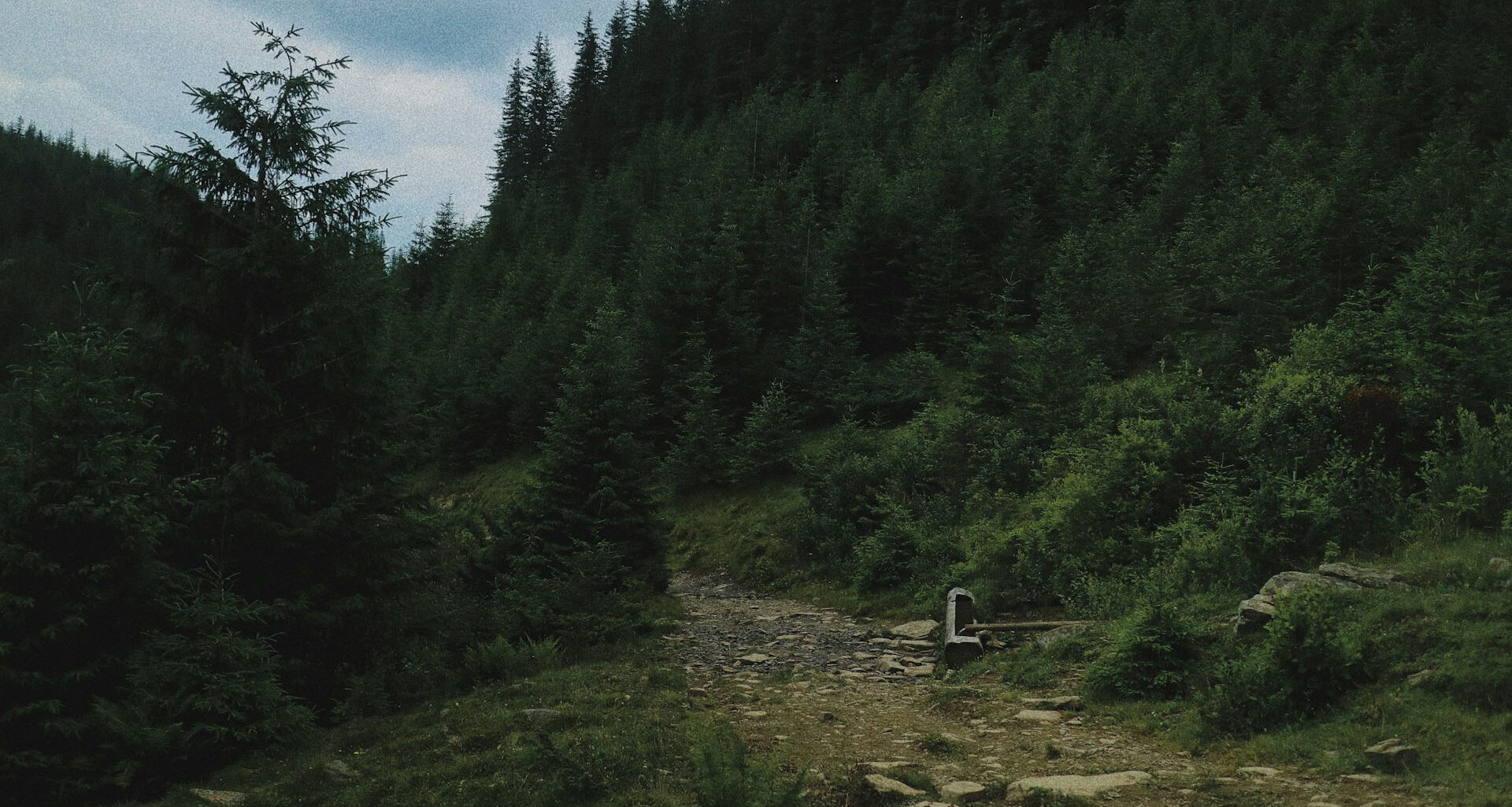 Naturen kan hjälpa ukrainares återhämtning – men förbises i återuppbyggnaden