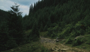 Naturen kan hjälpa ukrainares återhämtning – men förbises i återuppbyggnaden