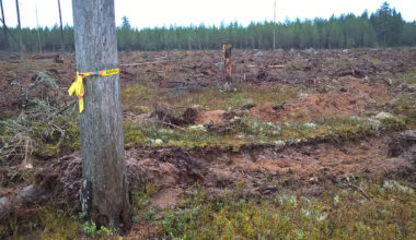 Skogsbrukets skador på kulturlämningar ökar