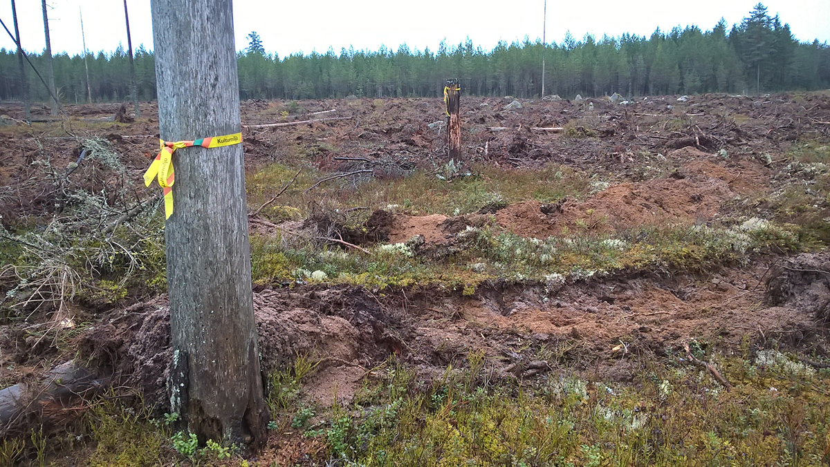 Skogsbrukets skador på kulturlämningar ökar