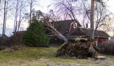 Många träd föll i stormen.