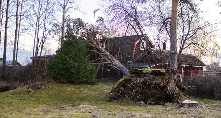 Många träd föll i stormen.