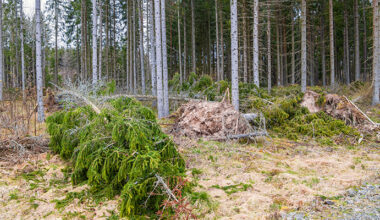 Stormfälld skog