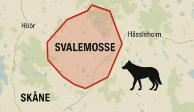 Skjutna vargen i Skåne identifierad