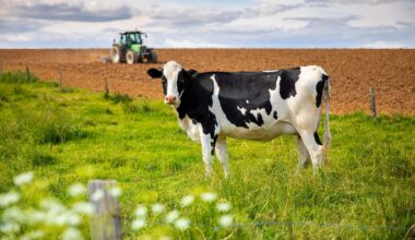 Förbättrad lönsamhet för lantbruket inom mjölk, gris och nöt - fortsatt tufft för växtodling