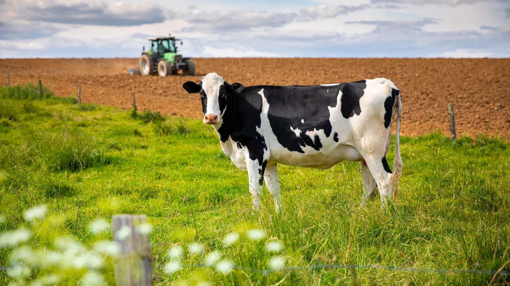 Förbättrad lönsamhet för lantbruket inom mjölk, gris och nöt - fortsatt tufft för växtodling