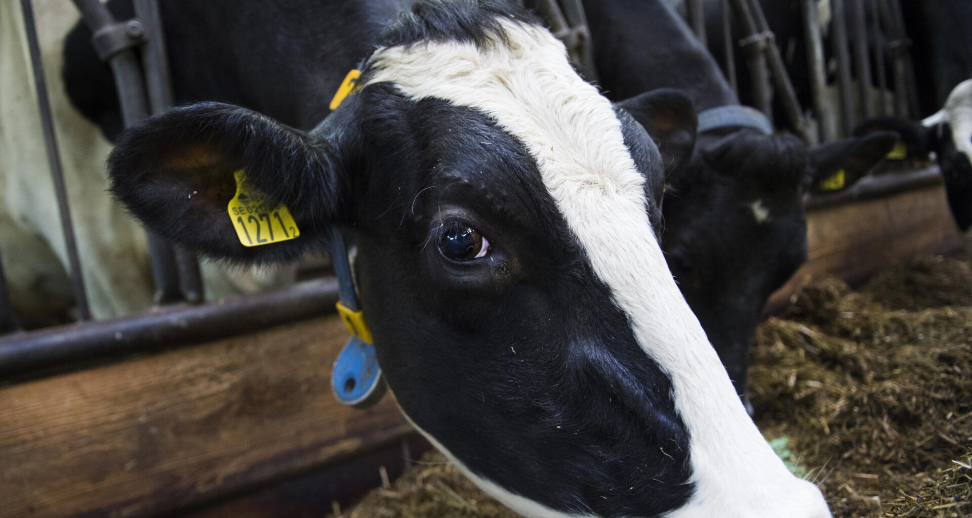 Gott år för mjölk- och köttbönder