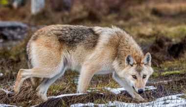 Besvikelse bland djurägare efter stoppad vargjakt i Örebro län