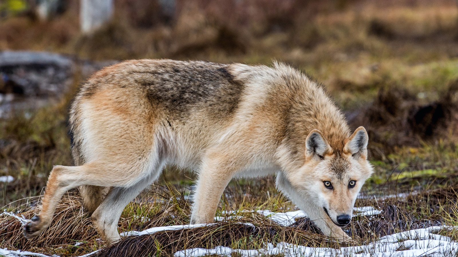 Besvikelse bland djurägare efter stoppad vargjakt i Örebro län