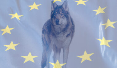 EU lägger ner gamla vargärenden – men nya frågor väntar Sverige