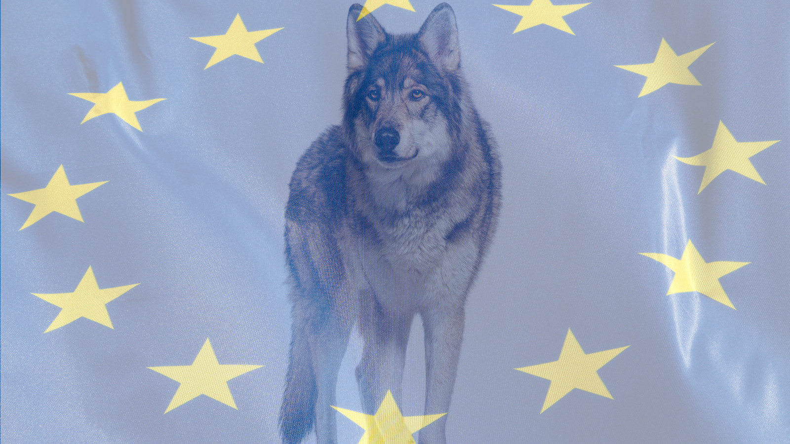 EU lägger ner gamla vargärenden – men nya frågor väntar Sverige