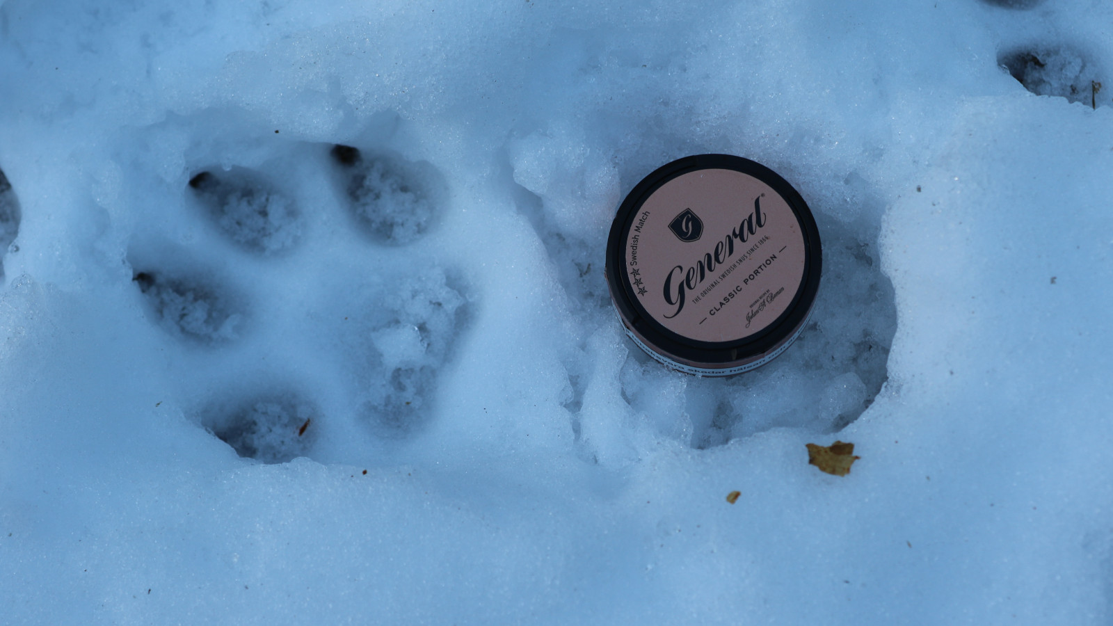 UPPDATERAD. Samtliga länsstyrelser överklagar stoppad vargjakt