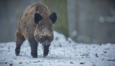 Skadat vildsvin gick till angrepp – flera personer utsatta i Kungsbacka