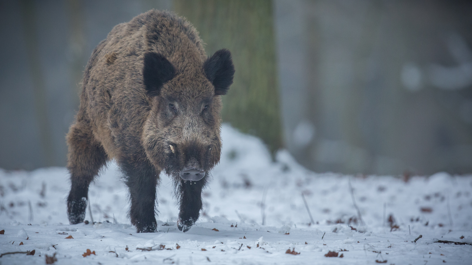 Skadat vildsvin gick till angrepp – flera personer utsatta i Kungsbacka
