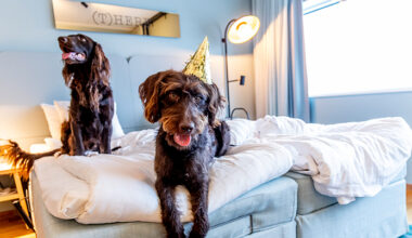 Hundarna sitter i en säng.