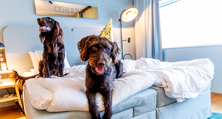 Hundarna sitter i en säng.