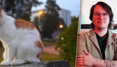 Katten Ingefära söker ny ägare i Flogsta