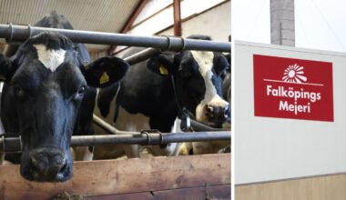 Mejeriet polisanmält – korna mjölkade för bra – Falköpings Tidning