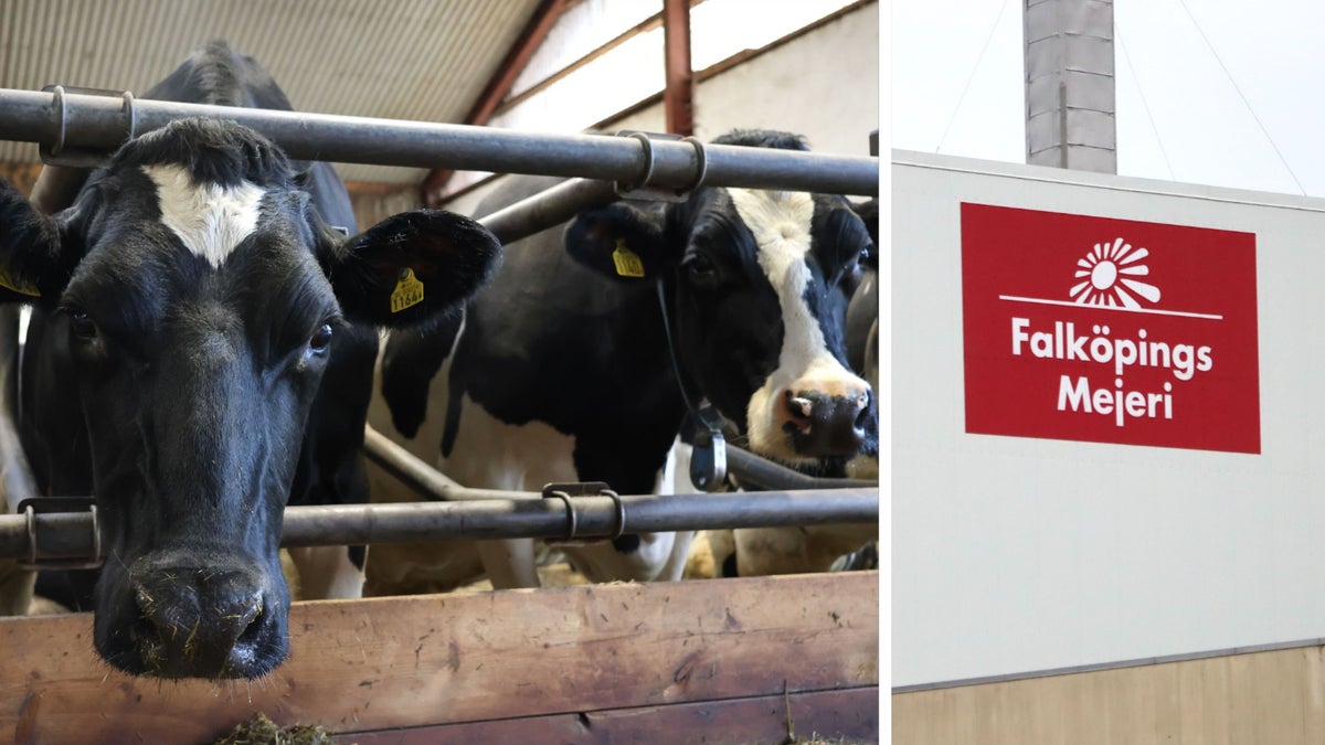 Mejeriet polisanmält – korna mjölkade för bra – Falköpings Tidning