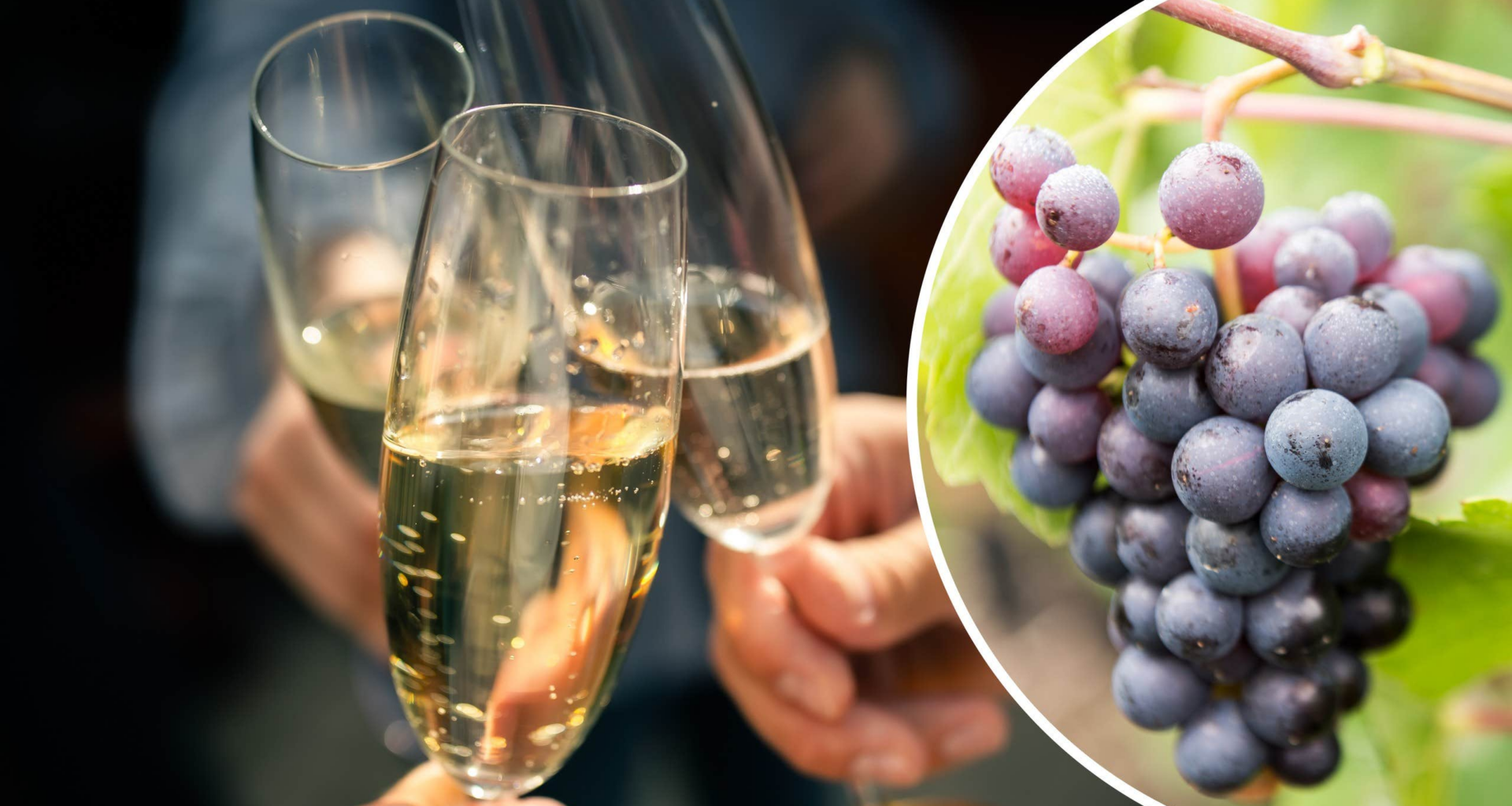 Champagne drabbas av klimatförändringar – nyårsbubblet hotat