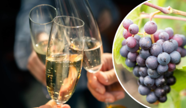 Champagne drabbas av klimatförändringar – nyårsbubblet hotat