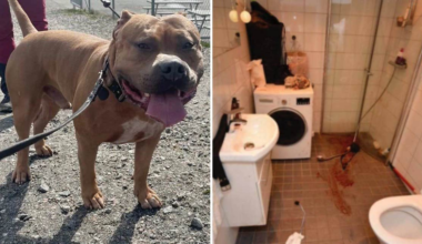 Kvinna förblödde efter hundattack
– ägaren åtalas
