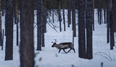 Skogsägarna är Sveriges verkliga klimathjältar – Östersunds-Posten