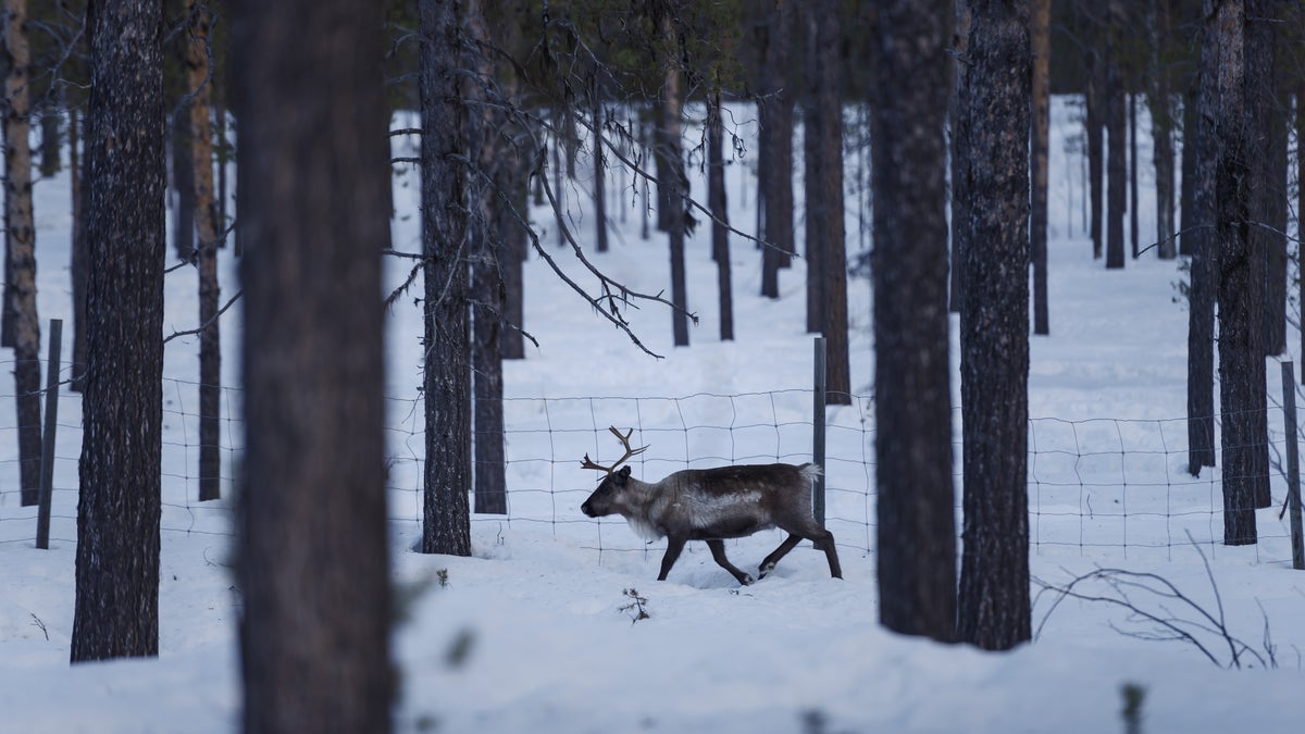 Skogsägarna är Sveriges verkliga klimathjältar – Östersunds-Posten